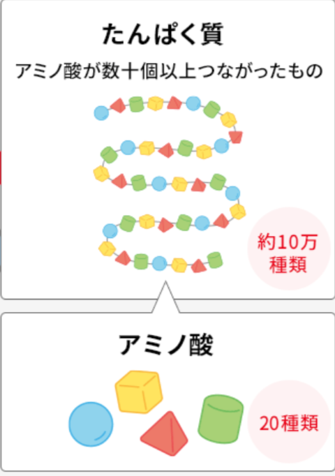 たんぱく質とアミノ酸